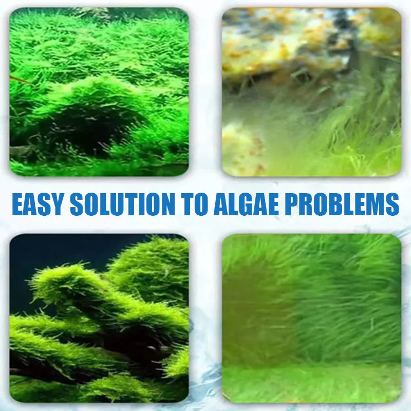 Effective Algae Control for Aquarium