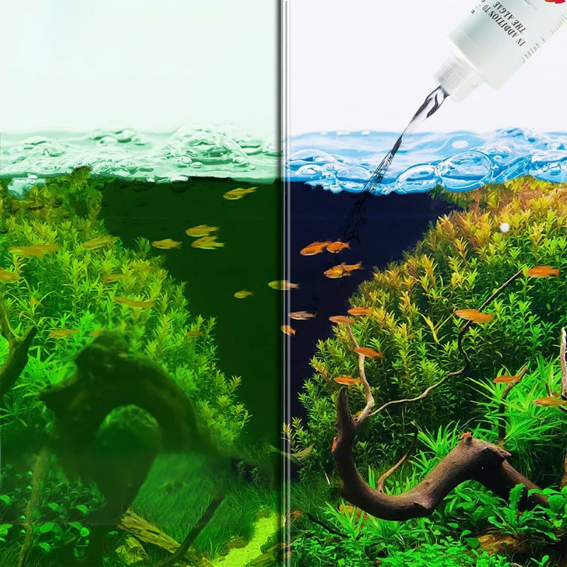 Effective Algae Control for Aquarium