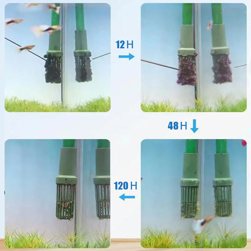 Effective Algae Control for Aquarium